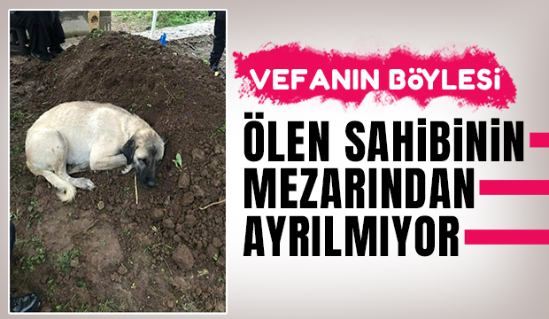 Ölen sahibinin mezarından ayrılmıyor