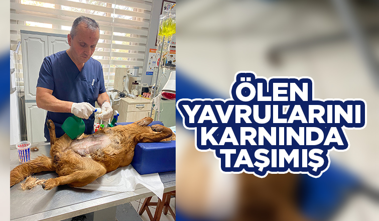 Ölen yavrularını karnında taşımış