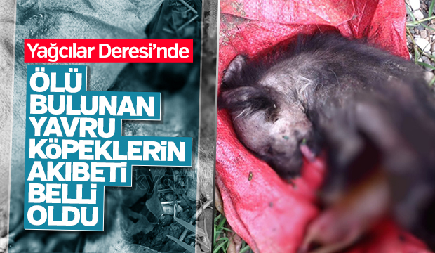 Ölü bulunan Yavru Köpeklerin Akıbeti Belli Oldu