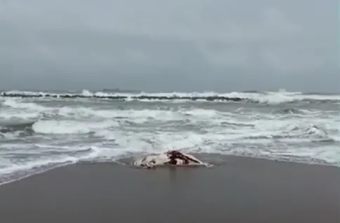 Ölü inek kıyıya vurdu