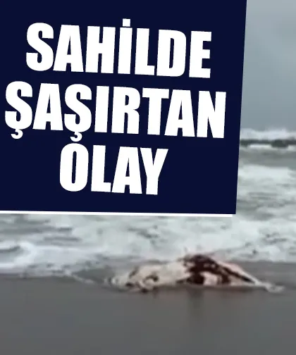 Ölü inek kıyıya vurdu