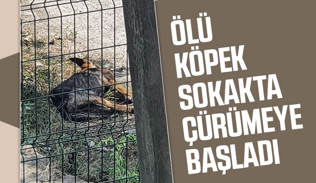 Ölü köpek sokakta çürümeye başladı