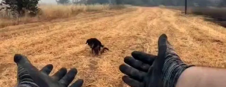 Orman yangınında mahsur kalan köpek kurtarıldı