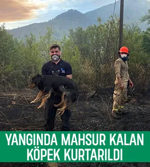 Orman yangınında mahsur kalan köpek kurtarıldı