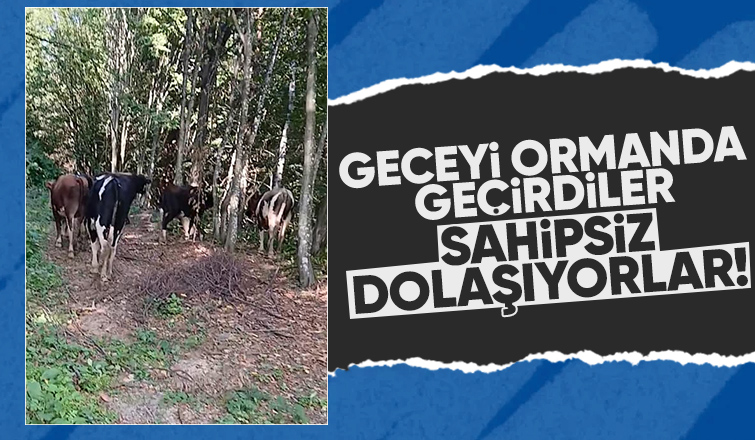 Ormanda sahipsiz dolaşan hayvanların sahibini arıyorlar