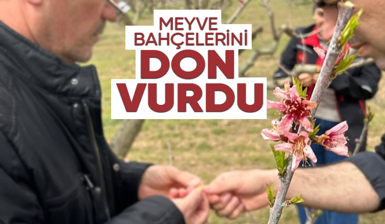 Pamukova'da meyve bahçelerini don vurdu