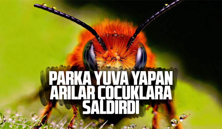Parka yuva yapan arılar çocuklara saldırdı