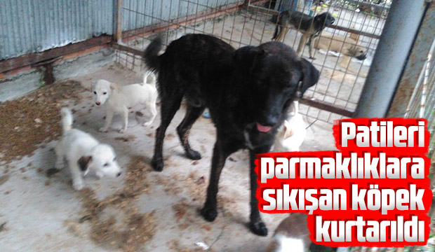 Patileri parmaklıklara sıkışan köpek kurtarıldı 