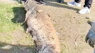 Piknikte 50 kiloluk yayın yakaladı