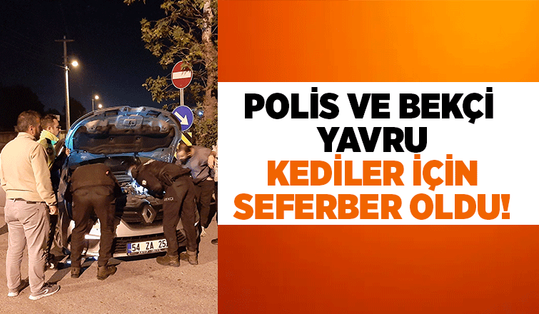 Polis ve Bekçi Yavru Kediler İçin Seferber Oldu!