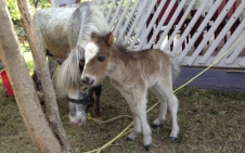 Yeni Doğan Minik Midilli Ziyaretçilere Neşe Saçıyor.