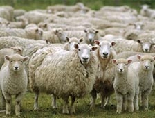 Sahibinden Satılık Küçükbaş Hayvanlar (120 Adet)