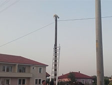 Kedi direkten güçlükle indirildi 