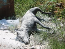 İki Gündür Alınmayan Köpek Ölüsü Kokmaya Başladı