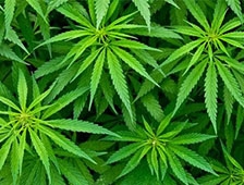 160 Kök Kenevir Yakalattı