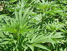 Jandarma Kenevir Operasyonlarını Sürdürüyor