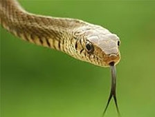 Fındık Toplarken Elini Yılan Isırdı