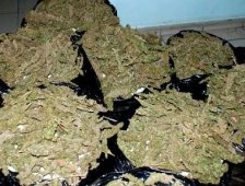 Esrar Sezonu Başladı  18 Kg Esrar Ele Geçirildi