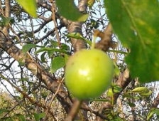 Sıcağa Aldanan Erik Ağacı Meyve Verdi