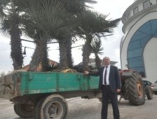 Akyazı'da Palmiye Ağaçları  Sokakları Süsleyecek