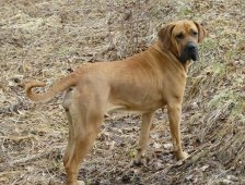 Evde Bakılan Köpeklere Kayıt  Zorunlu