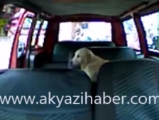 Sevimli Köpek Dolmuşa binerse...