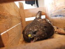 Yaralı Doğan Yetkililere Teslim Edildi