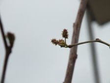 Dut Ağacı Çiçek Açtı