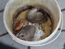 Atölye 'de Ağacı Keserken İçinden Sincaplar Çıktı