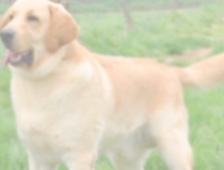  Sami Özer’in Sadık Köpeği Sahibinin Cesedinin Bulunduğu Gün Öldü