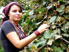 Fındık Yevmiyeleri Belirlendi