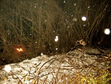 Kış Ayında Orman Yangını Korkuttu