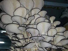 Uygulamalı İstiridye Mantarı Semineri !