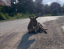 Maheye İnen Eşşek İlgi Çekiyor