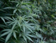  Jandarma'dan Kenevir Operasyonu 