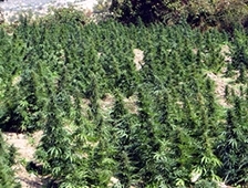 Jandarma'nın Kenevir Operasyonları Sürüyor