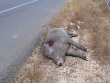 Yol Kenarında Domuz Ölüsü Bulundu