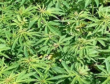 Yongalık'da Kenevir Operasyonu