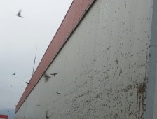 Kelebekler Heryerdeler