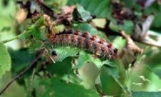 Önce Kelebekler İstila Etti Şimdi Tırtıllar