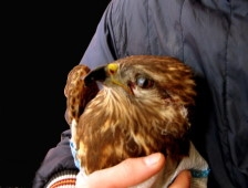 Yaralı Şahinin Hayatını Kurtardı