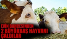 Evin Bahçesinden 2 Büyükbaş Hayvanı Çaldılar