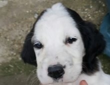 Setter Cinsi Av Köpeği Kayıp