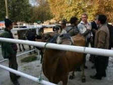 Akyazı Hayvan Pazarı Açıldı