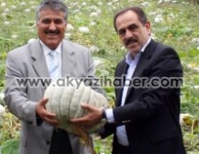 Akyazı'nın Bal Kabağı Markalaşıyor