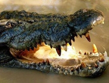 Timsah uçak düşürdü!