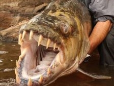 Bu Dev Balık Timsahla Besleniyor!