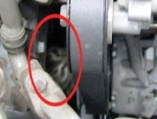 Akyazı'da kedi kurtarma operasyonu