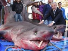 Marmara Denizine Akın Ettiler