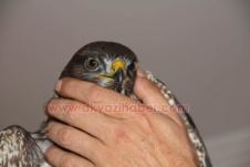 Yaralı Şahin Orman Müdürlüğüne Teslim Edildi